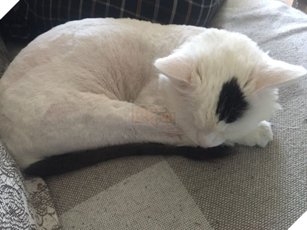 19 hình ảnh cho thấy các bé thú cưng sau khi cạo lông sẽ biến thành 1 loài vật hoàn toàn khác khiến bạn không nhận ra 18