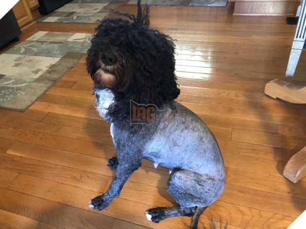 19 hình ảnh cho thấy các bé thú cưng sau khi cạo lông sẽ biến thành 1 loài vật hoàn toàn khác khiến bạn không nhận ra 16