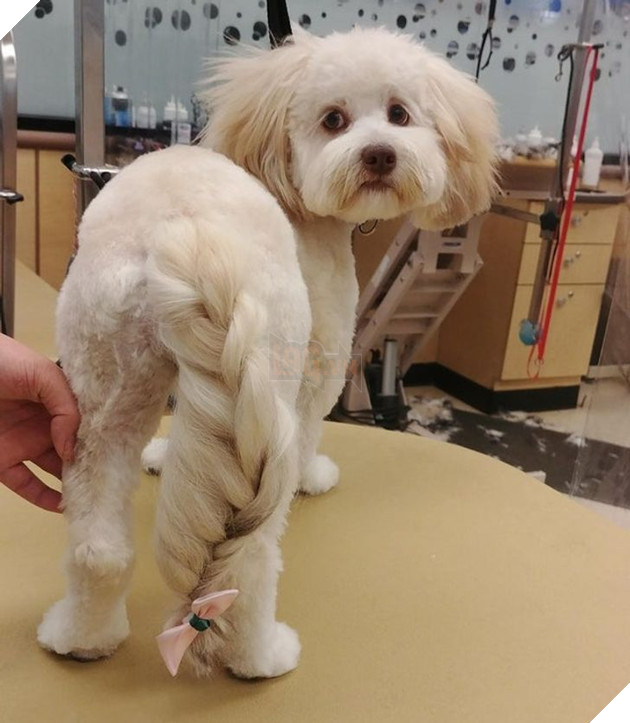 19 hình ảnh cho thấy các bé thú cưng sau khi cạo lông sẽ biến thành 1 loài vật hoàn toàn khác khiến bạn không nhận ra 14