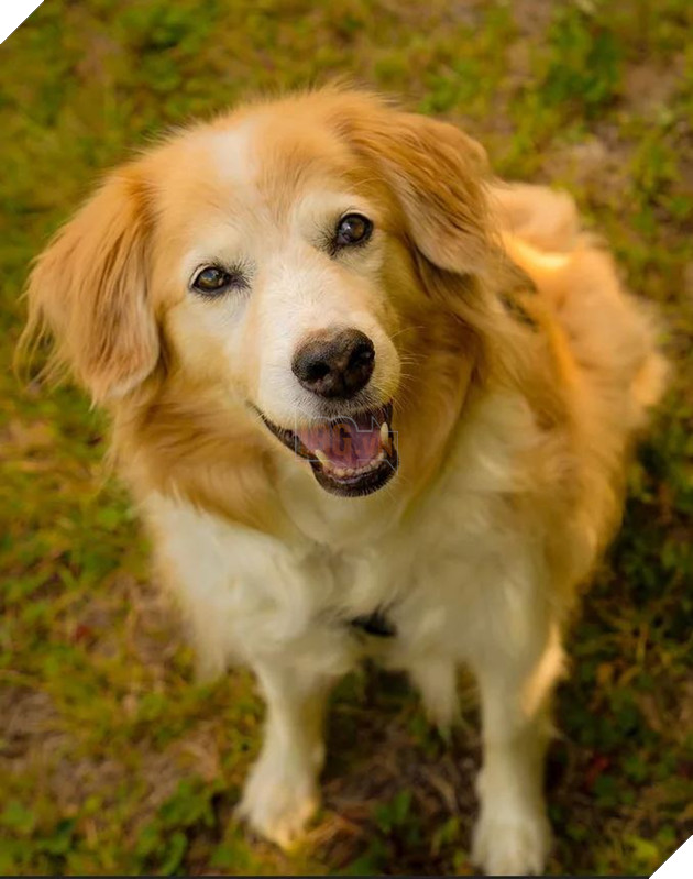 Chú chó chuyên nằm ngủ bên guitar Maple The Pup vừa qua đời ở tuổi 12 4