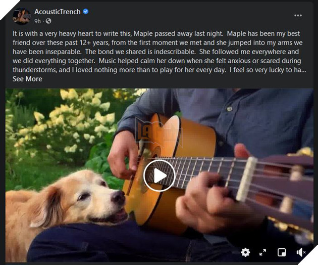 Chú chó chuyên nằm ngủ bên guitar Maple The Pup vừa qua đời ở tuổi 12 2