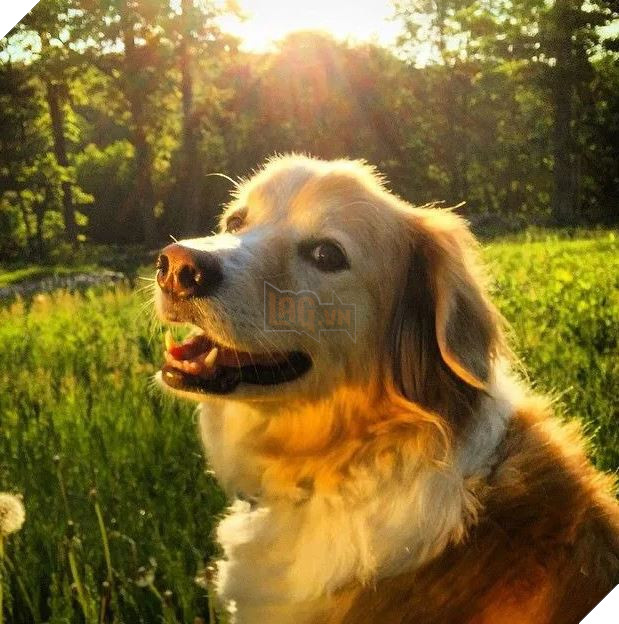 Chú chó chuyên nằm ngủ bên guitar Maple The Pup vừa qua đời ở tuổi 12 5