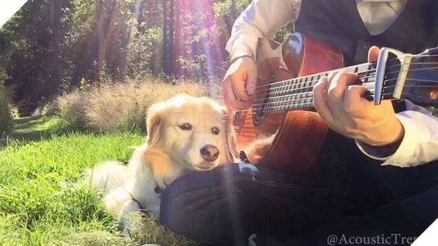 Chú chó chuyên nằm ngủ bên guitar Maple The Pup vừa qua đời ở tuổi 12