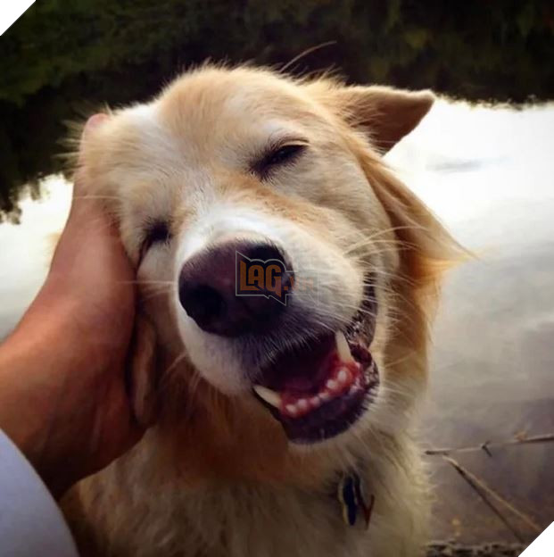 Chú chó chuyên nằm ngủ bên guitar Maple The Pup vừa qua đời ở tuổi 12 3