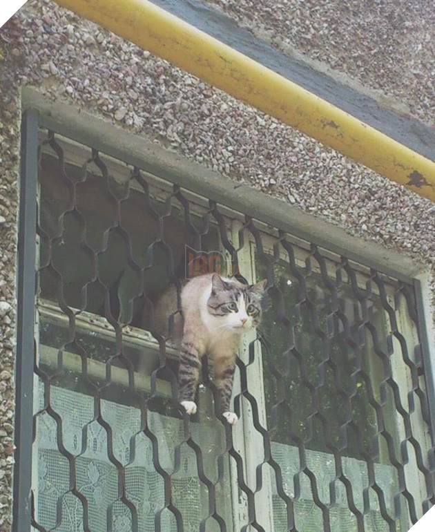 25 hình ảnh chứng minh mèo chính là sự kết hợp của dễ thương và ma quỷ khiến cho bạn bị mê hoặc mãi không rời