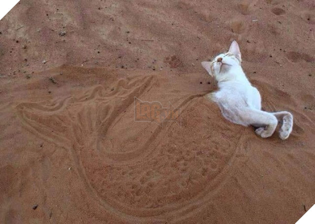 25 hình ảnh chứng minh mèo chính là sự kết hợp của dễ thương và ma quỷ khiến cho bạn bị mê hoặc mãi không rời 2