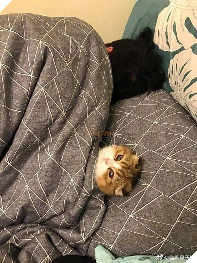 25 hình ảnh chứng minh mèo chính là sự kết hợp của dễ thương và ma quỷ khiến cho bạn bị mê hoặc mãi không rời 4