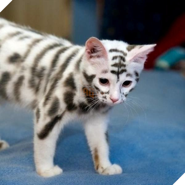 25 hình ảnh chứng minh mèo chính là sự kết hợp của dễ thương và ma quỷ khiến cho bạn bị mê hoặc mãi không rời 5