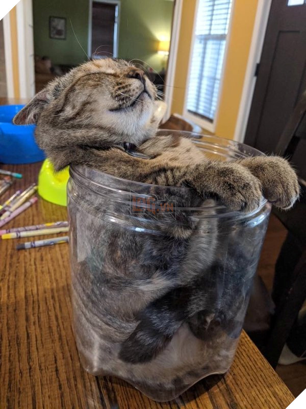 25 hình ảnh chứng minh mèo chính là sự kết hợp của dễ thương và ma quỷ khiến cho bạn bị mê hoặc mãi không rời 6