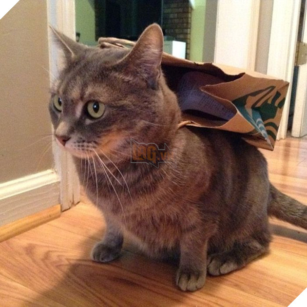 25 hình ảnh chứng minh mèo chính là sự kết hợp của dễ thương và ma quỷ khiến cho bạn bị mê hoặc mãi không rời 7