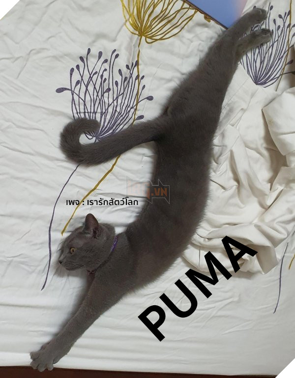 25 hình ảnh chứng minh mèo chính là sự kết hợp của dễ thương và ma quỷ khiến cho bạn bị mê hoặc mãi không rời 8