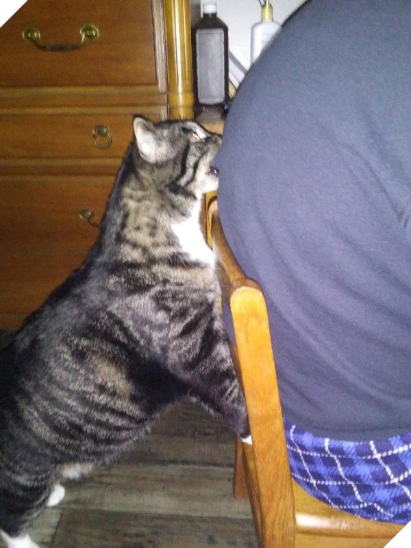 25 hình ảnh chứng minh mèo chính là sự kết hợp của dễ thương và ma quỷ khiến cho bạn bị mê hoặc mãi không rời 9