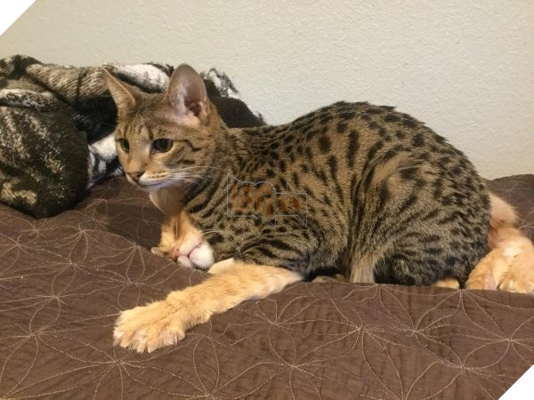 25 hình ảnh chứng minh mèo chính là sự kết hợp của dễ thương và ma quỷ khiến cho bạn bị mê hoặc mãi không rời 10