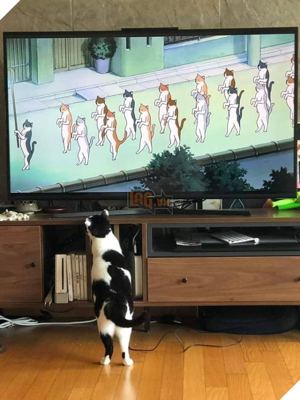 25 hình ảnh chứng minh mèo chính là sự kết hợp của dễ thương và ma quỷ khiến cho bạn bị mê hoặc mãi không rời 11