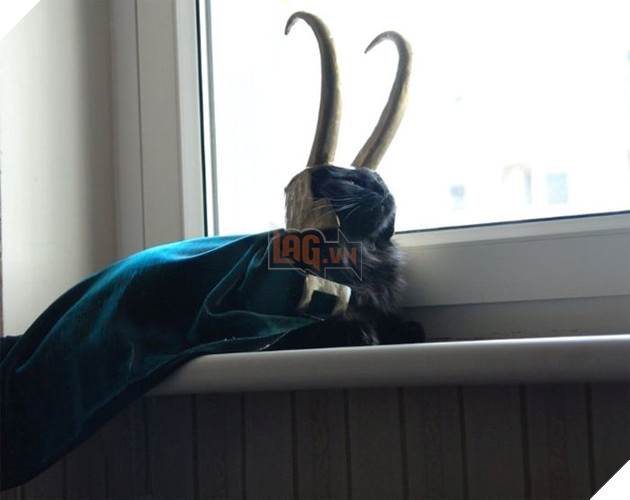 25 hình ảnh chứng minh mèo chính là sự kết hợp của dễ thương và ma quỷ khiến cho bạn bị mê hoặc mãi không rời 13