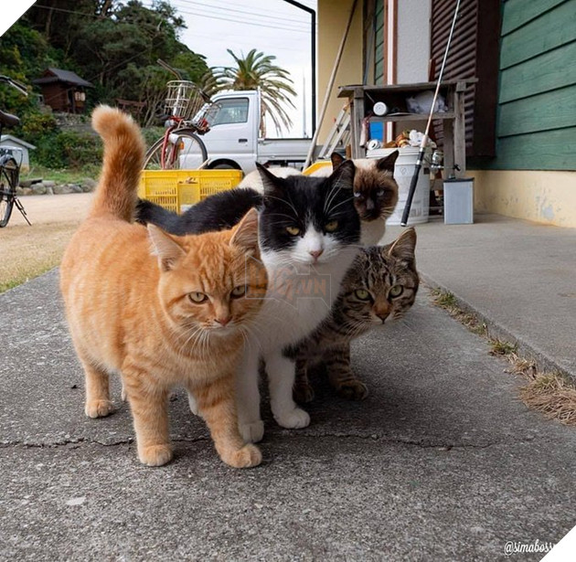 25 hình ảnh chứng minh mèo chính là sự kết hợp của dễ thương và ma quỷ khiến cho bạn bị mê hoặc mãi không rời 14