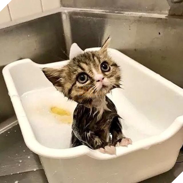 25 hình ảnh chứng minh mèo chính là sự kết hợp của dễ thương và ma quỷ khiến cho bạn bị mê hoặc mãi không rời 16