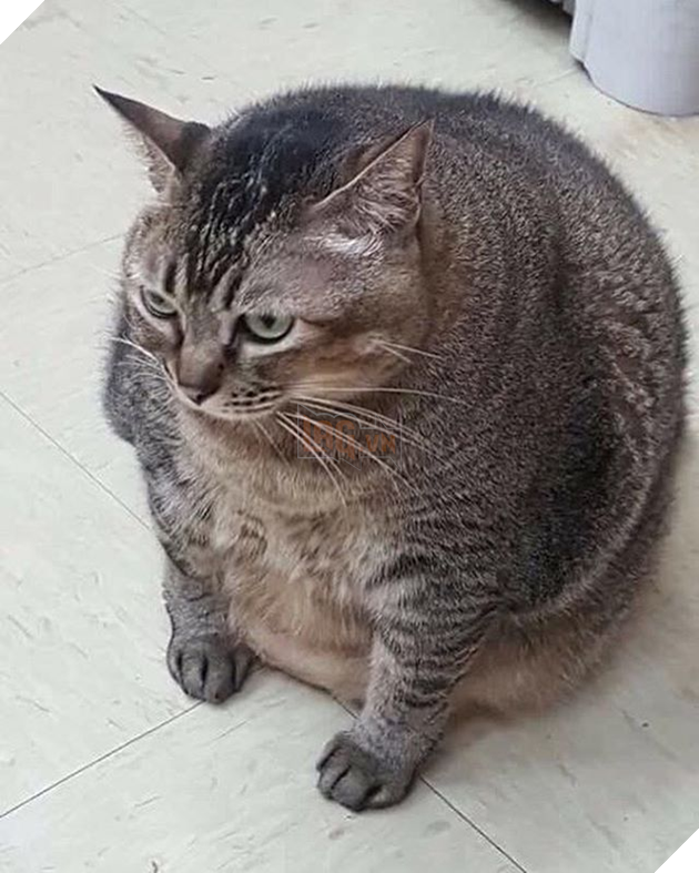 25 hình ảnh chứng minh mèo chính là sự kết hợp của dễ thương và ma quỷ khiến cho bạn bị mê hoặc mãi không rời 17