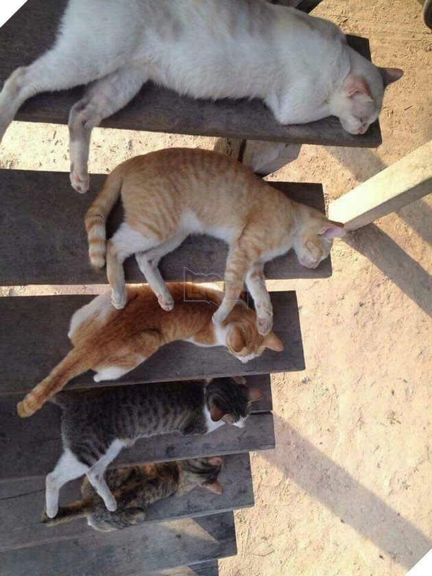 25 hình ảnh chứng minh mèo chính là sự kết hợp của dễ thương và ma quỷ khiến cho bạn bị mê hoặc mãi không rời 19