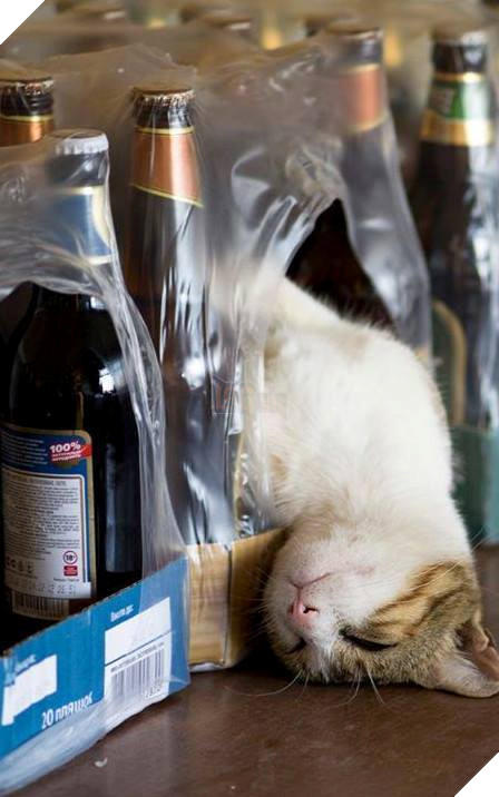 25 hình ảnh chứng minh mèo chính là sự kết hợp của dễ thương và ma quỷ khiến cho bạn bị mê hoặc mãi không rời 20