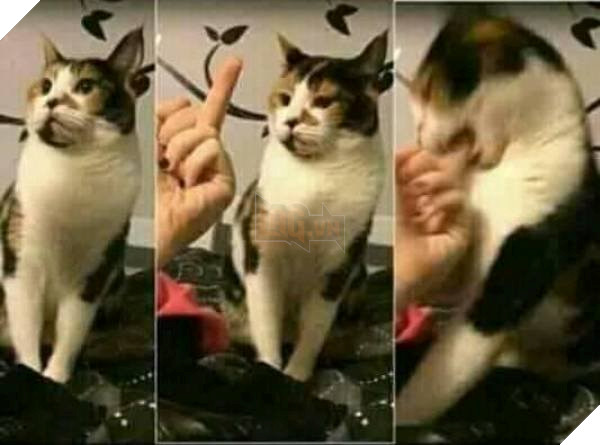 25 hình ảnh chứng minh mèo chính là sự kết hợp của dễ thương và ma quỷ khiến cho bạn bị mê hoặc mãi không rời 21