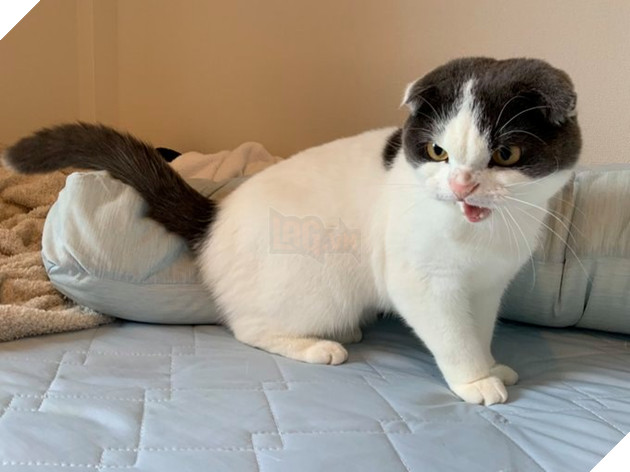 25 hình ảnh chứng minh mèo chính là sự kết hợp của dễ thương và ma quỷ khiến cho bạn bị mê hoặc mãi không rời 22