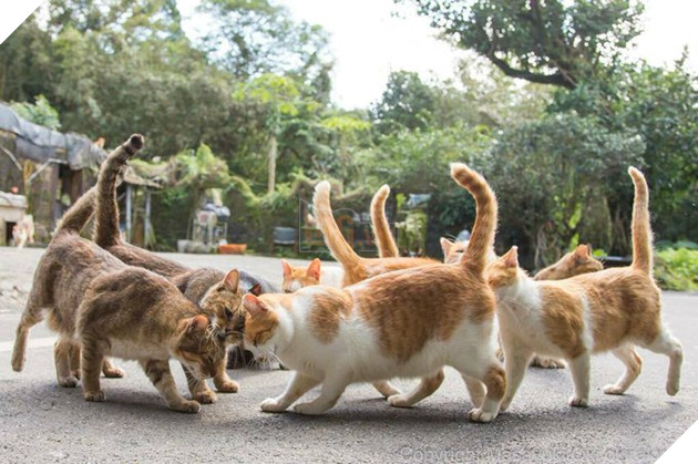 25 hình ảnh chứng minh mèo chính là sự kết hợp của dễ thương và ma quỷ khiến cho bạn bị mê hoặc mãi không rời 23