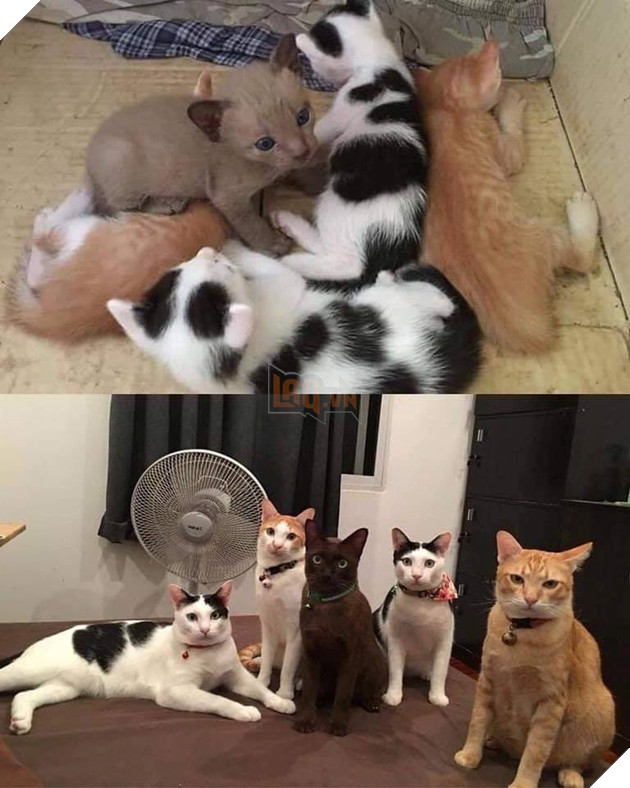 25 hình ảnh chứng minh mèo chính là sự kết hợp của dễ thương và ma quỷ khiến cho bạn bị mê hoặc mãi không rời 24