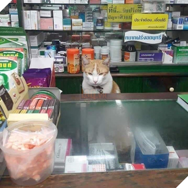 25 hình ảnh chứng minh mèo chính là sự kết hợp của dễ thương và ma quỷ khiến cho bạn bị mê hoặc mãi không rời 25