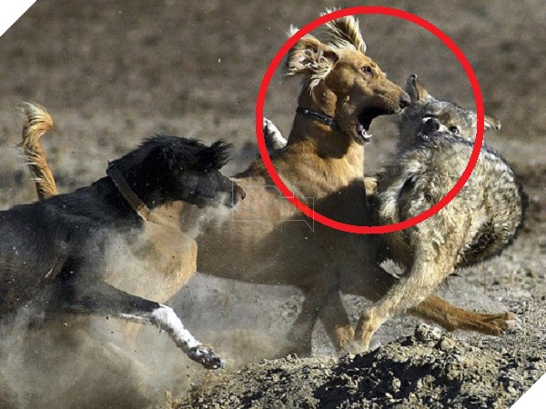 Cảnh đàn sói rượt đuổi các diễn viên ngay trong buổi biểu diễn khiến bạn rợn tóc gáy