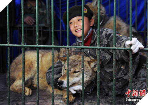 Cảnh đàn sói rượt đuổi các diễn viên ngay trong buổi biểu diễn khiến bạn rợn tóc gáy 2