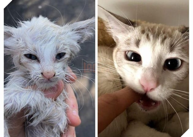 Những hình ảnh chứng minh tình yêu thương sẽ chữa lành những vết thương đau đớn từ những bé chó mèo bị bỏ rơi 23