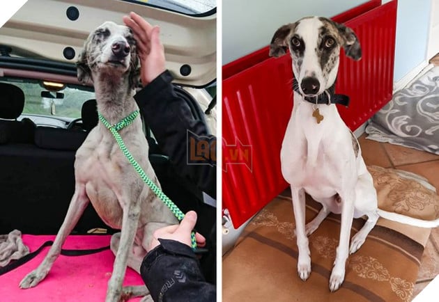 Những hình ảnh chứng minh tình yêu thương sẽ chữa lành những vết thương đau đớn từ những bé chó mèo bị bỏ rơi 10