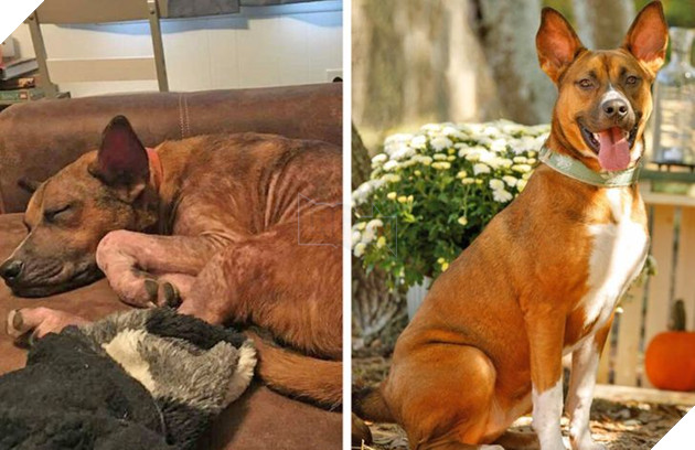 Những hình ảnh chứng minh tình yêu thương sẽ chữa lành những vết thương đau đớn từ những bé chó mèo bị bỏ rơi 13