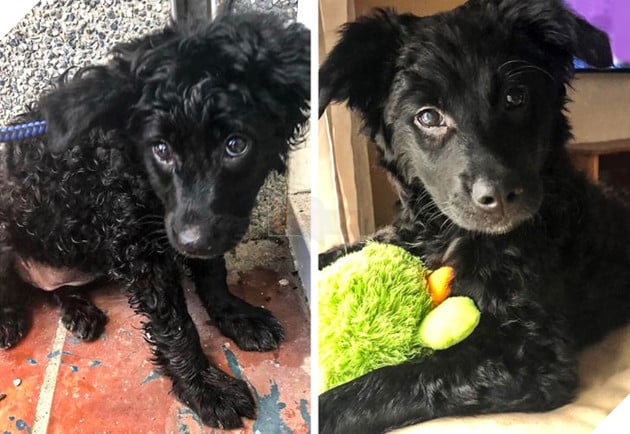 Những hình ảnh chứng minh tình yêu thương sẽ chữa lành những vết thương đau đớn từ những bé chó mèo bị bỏ rơi 2