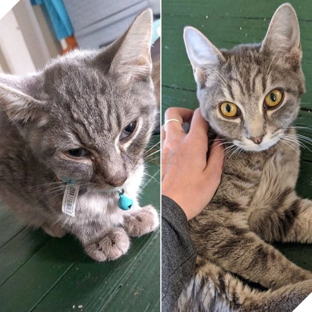 Những hình ảnh chứng minh tình yêu thương sẽ chữa lành những vết thương đau đớn từ những bé chó mèo bị bỏ rơi