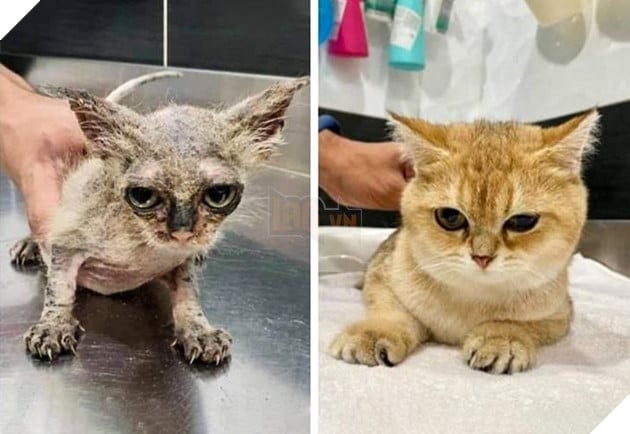 Những hình ảnh chứng minh tình yêu thương sẽ chữa lành những vết thương đau đớn từ những bé chó mèo bị bỏ rơi 19