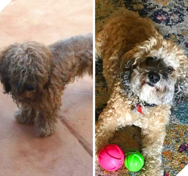 Những hình ảnh chứng minh tình yêu thương sẽ chữa lành những vết thương đau đớn từ những bé chó mèo bị bỏ rơi 15