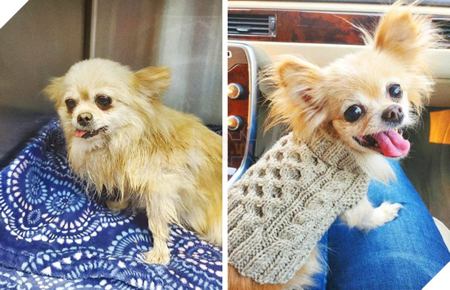 Những hình ảnh chứng minh tình yêu thương sẽ chữa lành những vết thương đau đớn từ những bé chó mèo bị bỏ rơi 8