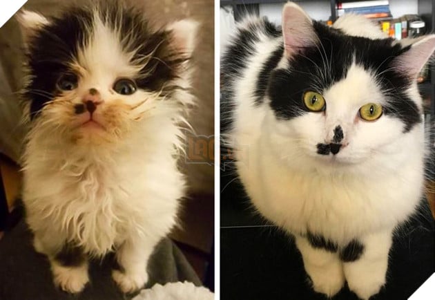 Những hình ảnh chứng minh tình yêu thương sẽ chữa lành những vết thương đau đớn từ những bé chó mèo bị bỏ rơi 3