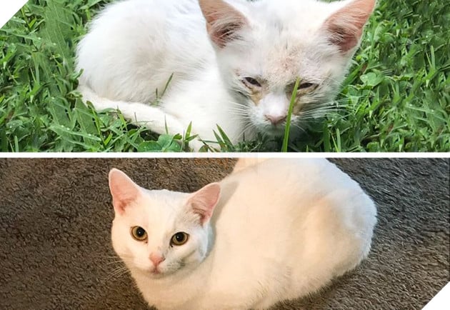 Những hình ảnh chứng minh tình yêu thương sẽ chữa lành những vết thương đau đớn từ những bé chó mèo bị bỏ rơi 18