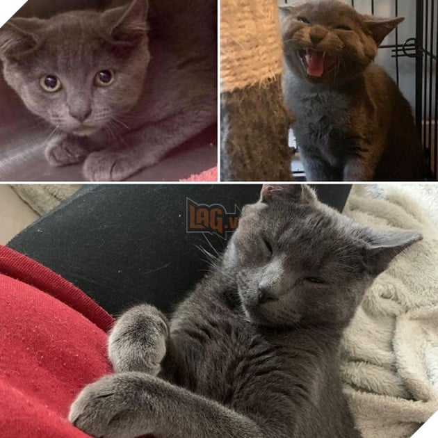 Những hình ảnh chứng minh tình yêu thương sẽ chữa lành những vết thương đau đớn từ những bé chó mèo bị bỏ rơi 14