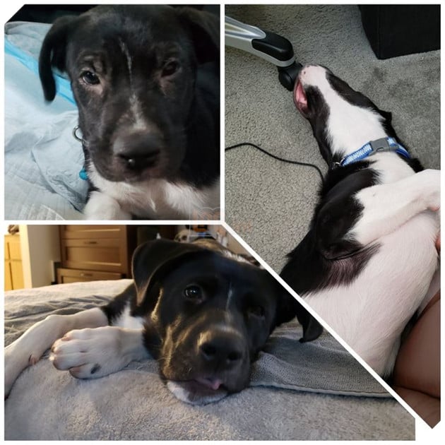 Những hình ảnh chứng minh tình yêu thương sẽ chữa lành những vết thương đau đớn từ những bé chó mèo bị bỏ rơi 12