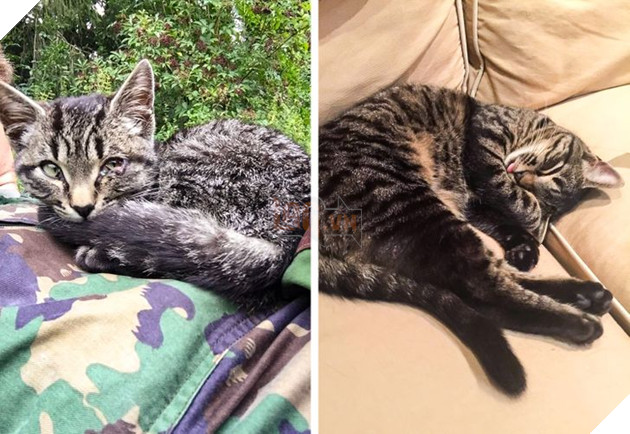 Những hình ảnh chứng minh tình yêu thương sẽ chữa lành những vết thương đau đớn từ những bé chó mèo bị bỏ rơi 5