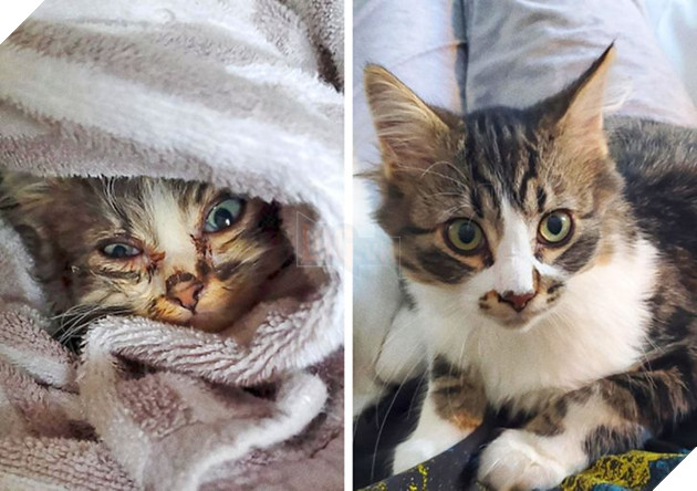 Những hình ảnh chứng minh tình yêu thương sẽ chữa lành những vết thương đau đớn từ những bé chó mèo bị bỏ rơi 22