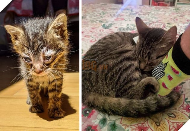 Những hình ảnh chứng minh tình yêu thương sẽ chữa lành những vết thương đau đớn từ những bé chó mèo bị bỏ rơi 16