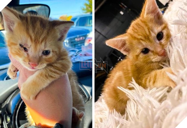 Những hình ảnh chứng minh tình yêu thương sẽ chữa lành những vết thương đau đớn từ những bé chó mèo bị bỏ rơi 7