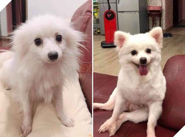 Những hình ảnh chứng minh tình yêu thương sẽ chữa lành những vết thương đau đớn từ những bé chó mèo bị bỏ rơi 11