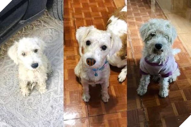 Những hình ảnh chứng minh tình yêu thương sẽ chữa lành những vết thương đau đớn từ những bé chó mèo bị bỏ rơi 6