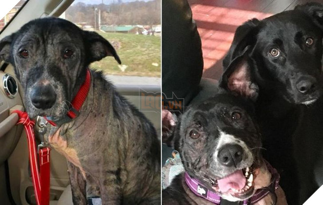 Những hình ảnh chứng minh tình yêu thương sẽ chữa lành những vết thương đau đớn từ những bé chó mèo bị bỏ rơi 21